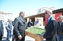 KOÇAŞ - Çiftçilere Fide Dağıtımı Yapıldı