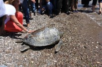 DENİZ KAPLUMBAĞALARI - Deniz Kaplumbağalarına Uydu Takibi