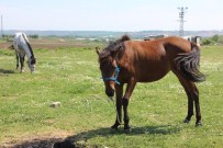 DURSUN ALI ŞAHIN - Edirne'nin Başıboş Atlarına, Valilikten Çobanlı Çözüm