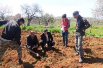 TİLLO - Fıstık Verimini Arttırmak İçin Böcek Tuzakları Kuruldu