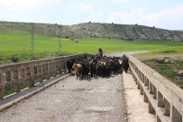 SÜT ÜRETİMİ - Kilis'te Hayvanlar İçerisinde En Fazla Koyun Bulunuyor