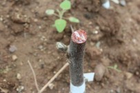 ÖZER ÖZBEK - 'Serada Aşılı Ceviz Fidan Projesi'