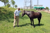 DURSUN ALI ŞAHIN - 5 Bin Lira Maaşlı AT Çobanı Fedai Gülsün İş Başı Yaptı