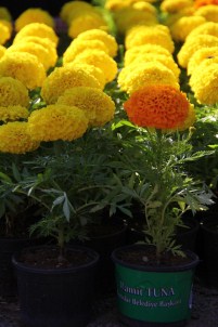 Anneler Günü'ne Özel 50 Bin Canlı Çiçek