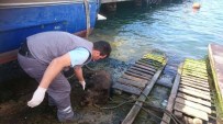 PAŞABAHÇE - Beykoz'da Denizden Domuz Yavrusu Çıktı