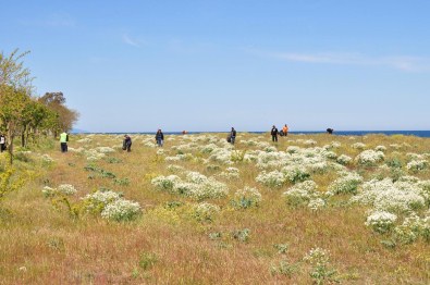 Abana'da 'Temiz Çevrem'Kampanyası