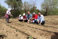 TIBBİ BİTKİLER - Antalya'da Kültür Bitkisi Olarak Kekik Üretme Çalışmaları