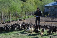 DEREBAĞı - Suşehri'nde Organik Köy Yumurtası Çiftliği Kuruldu