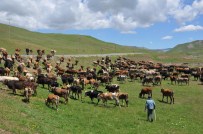 Muş'ta Sürüler Yaylaya Çıkarılmaya Başlandı