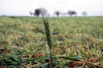 BANARLı - Tekirdağ'daki Sağanak Ve Fırtına