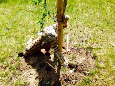 Trabzon'da Nesli Tükenmekte Olan Vaşak Ölü Bulundu