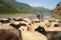 ÇOBAN KÖPEĞİ - Artvin'de Çobanların Zorlu Yayla Göçü Başladı