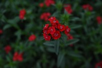 Çiçekçilik Sektörüne 'Anneler Günü'Dopingi