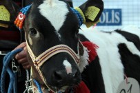 ORHAN TAVLı - Erzurum'da ‘Buzağı Güzellik Yarışması'Düzenledi