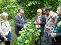 KOZALAK - Fatsa'da Fındık Hastalık Ve Zararlıları Bilgilendirme Toplantısı