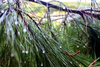 Nisan Yağmuru Saç Ve Cilt Sağlığını Koruyor