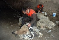 KOYUN KIRKMA - TEK Koluyla Bir Koyunu 135 Saniyede Kırkıyor