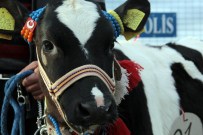 ORHAN TAVLı - Sizce En Güzeli Hangisi?