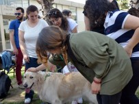 ERKAN TOPUZ - Terapist Köpekler Sınav Kaygısını Ortadan Kaldırıyor