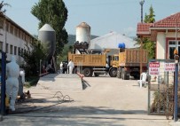 BALABANCıK - Yüz Bin Tavuk İtlaf Edildi