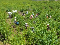 Asma Yaprağı Üreticinin Yüzünü Güldürüyor