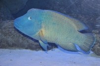 PASIFIK OKYANUSU - Avrupa'nın En Büyük Napolyon Balığı Aquavega'da