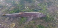 KÖPEK BALIĞI - Bursa'da Sahile Köpek Balığı Vurdu !