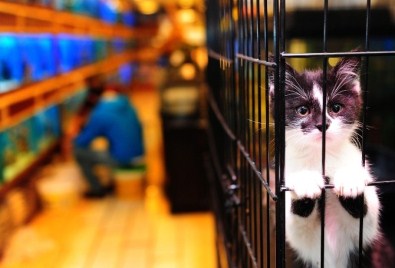 Büyükşehir'den Pet-Shop Sahiplerine Eğitim