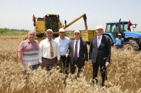 MUSTAFA BÜYÜK - Çukurova'da Hasat Bayramı