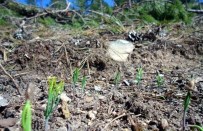 Karaçam Ormanları Gençleştiriliyor