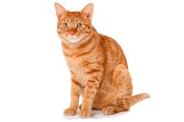 ŞIZOFRENI - Kedi Beslemek Şizofreni Yapabilir