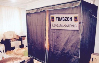 Kenevir Yetiştirmek İçin Her Şeyi Düşünmüş