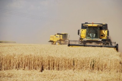Suriye'de Buğday İstiflenmeye Başlandı