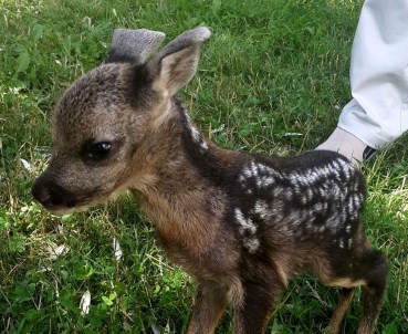 Tokat'ta Bulunan Karaca Yavrusu Koruma Altına Alındı