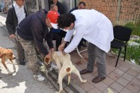 Belediyeden Köpeklere Ücretsiz Kuduz Aşısı Ve Sağlık Kontrolü