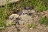 İSMAİL YILMAZ - Eskişehir'de Hayvan Katliamı Sürüyor