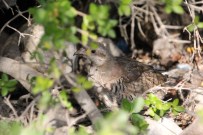 Kınalı Keklikler Doğayla Buluştu