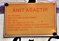 KARABIGA - Kurumaya Başlayan Tarihi Meşe Ağacı Belde Halkını Üzüyor