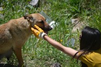 YAVRU KÖPEKLER - Mahsur Kalan Köpekleri, Vatandaşlar Kurtardı