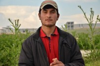 İSMAİL YILMAZ - Eskişehir'de Esrarengiz Köpek Ölümleri