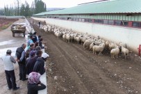 AHMET CAN PINAR - Yıldızeli'nde Çiftçilere Hayvan Dağıtıldı