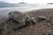 DENİZ KAPLUMBAĞALARI - Kaplumbağaya Akıl Almaz İşkence
