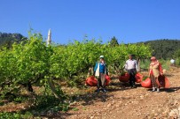 Yaprağı Üzümünden Pahalı