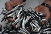 ABHAZYA - Balık Avcılığına Standart Getirilmesi Talebi