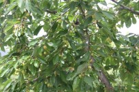 KİRAZ FESTİVALİ - Çankırı'da Kirazları Soğuk Vurdu