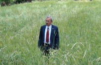 Hububatta Yüksek Rekolte Beklentisi