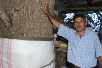 25 Yıldır Ağaç Evinde Yaşıyor