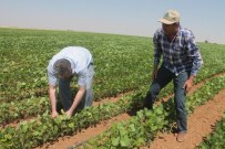 SOYA FASULYESİ - Mardin Ovasında Soya Fasulye Mısır'a Alternatif Ürün Yolunda