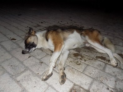 Muğla'da Sokak Köpekleri Zehirlenerek Öldürüldü