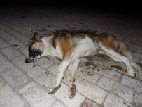 YAVRU KÖPEKLER - Muğla'da Sokak Köpekleri Zehirlenerek Öldürüldü
